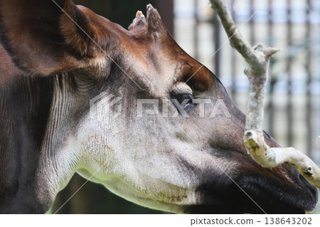Okapi Okapi 138643202