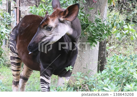 Okapi Okapi 138643208
