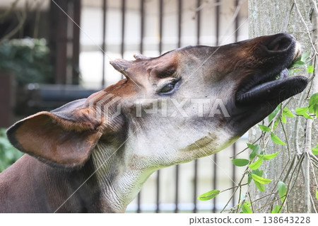 Okapi Okapi 138643228