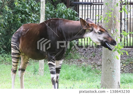 Okapi 138643230