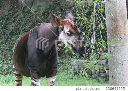 Okapi Okapi 138643235