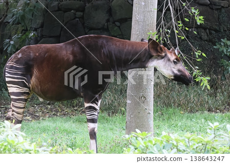 Okapi Okapi 138643247