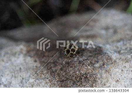 A small beehive remains on a rock (macro photography) A small beehive remains on a rock (macro photography) 138643304
