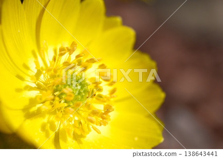 A single Adonis amurensis flower blooming in the early spring mountains; a beautiful spring flower with a bright yellow center. A single Adonis amurensis flower blooming in the early spring mountains; a beautiful spring flower with a bright yellow center. 138643441