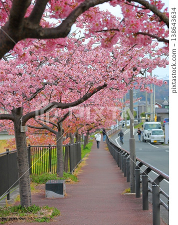 Kawazu cherry blossoms and sidewalk Kawazu cherry blossoms and sidewalk 138643634
