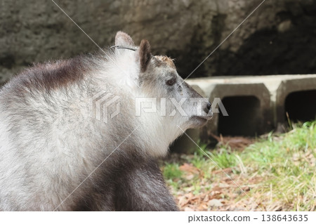 Japanese serow 138643635