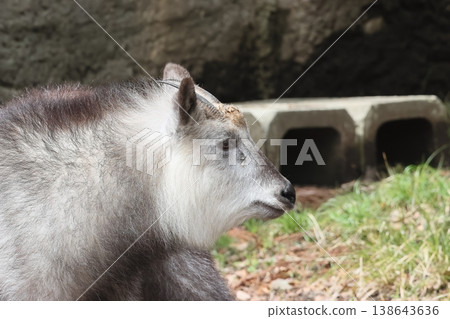 Japanese serow 138643636