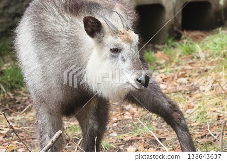 Japanese serow 138643637