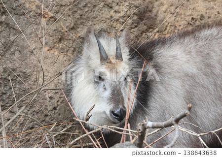 Japanese serow 138643638