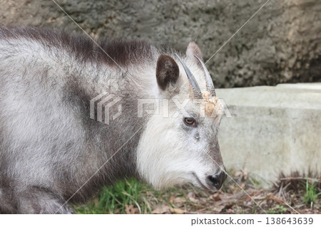 Japanese serow 138643639