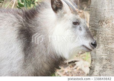 Japanese serow 138643642