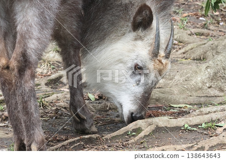 Japanese serow 138643643