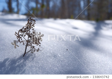 Transparent dried hydrangea flowers standing in a beautiful snowfield. Transparent dried hydrangea flowers standing in a beautiful snowfield. 138643742