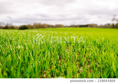 Field of green grass. Young plants growing in a farmer's field. Agriculture concept. Field of green grass. Young plants growing in a farmer's field. Agriculture concept. 138643809