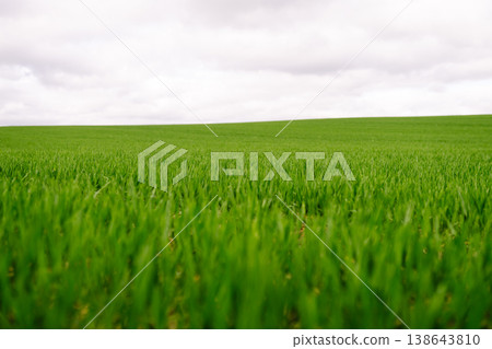 Field of green grass. Young plants growing in a farmer's field. Agriculture concept. 138643810