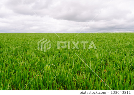 Field of green grass. Young plants growing in a farmer's field. Agriculture concept. 138643811
