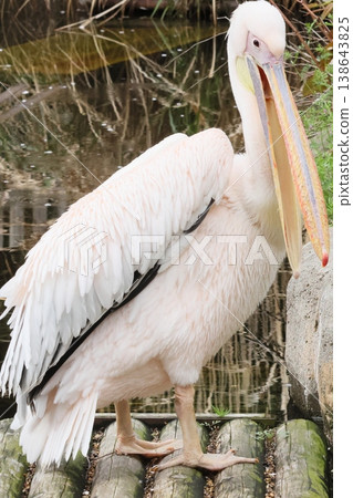 Pelican Pelican 138643825