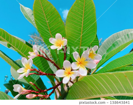 Plumeria flowers stand out against the blue sky and greenery, creating a beautiful botanical scene of the tropics. Plumeria flowers stand out against the blue sky and greenery, creating a beautiful botanical scene of the tropics. 138643841