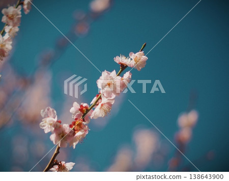 藍天和梅花 藍天和梅花 138643900