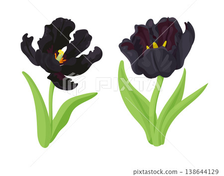Black Parrot Tulip flower. Flat vector clipart, illustration with isolated background. 138644129