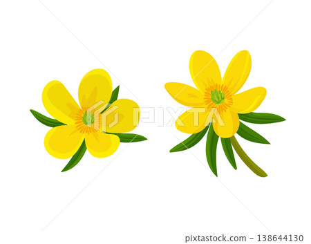 Eranthis hyemalis flower. Flat vector clipart, illustration with isolated background. Eranthis hyemalis flower. Flat vector clipart, illustration with isolated background. 138644130