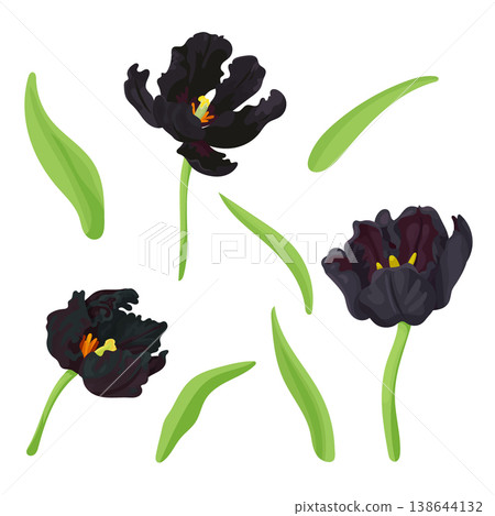 Black Parrot Tulip flower. Flat vector clipart, illustration with isolated background. 138644132