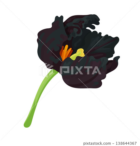Black Parrot Tulip flower. Flat vector clipart, illustration with isolated background. Black Parrot Tulip flower. Flat vector clipart, illustration with isolated background. 138644367