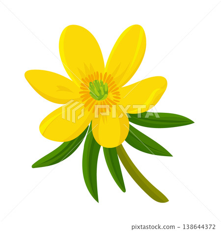 Eranthis hyemalis flower. Flat vector clipart, illustration with isolated background. Eranthis hyemalis flower. Flat vector clipart, illustration with isolated background. 138644372