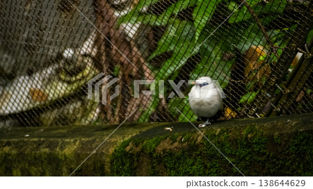 The close up of a Bali myna, a white bird in the park. Animal and nature scene. The close up of a Bali myna, a white bird in the park. Animal and nature scene. 138644629
