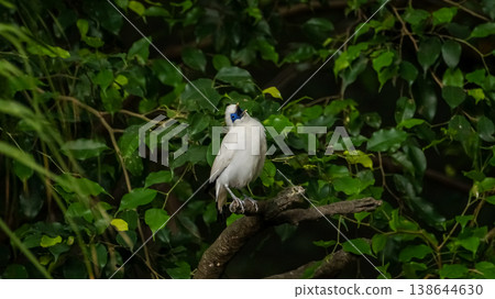 The close up of a Bali myna, a white bird in the park. Animal and nature scene. The close up of a Bali myna, a white bird in the park. Animal and nature scene. 138644630