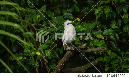 The close up of a Bali myna, a white bird in the park. Animal and nature scene. The close up of a Bali myna, a white bird in the park. Animal and nature scene. 138644631