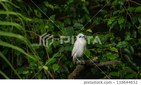 The close up of a Bali myna, a white bird in the park. Animal and nature scene. The close up of a Bali myna, a white bird in the park. Animal and nature scene. 138644632