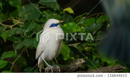 The close up of a Bali myna, a white bird in the park. Animal and nature scene. The close up of a Bali myna, a white bird in the park. Animal and nature scene. 138644633