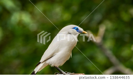 The close up of a Bali myna, a white bird in the park. Animal and nature scene. The close up of a Bali myna, a white bird in the park. Animal and nature scene. 138644635