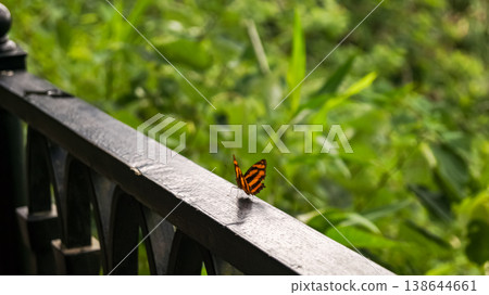 The close-up of a butterfly on the fence with green grass in the background. Beautiful wild animal and nature scene.  138644661