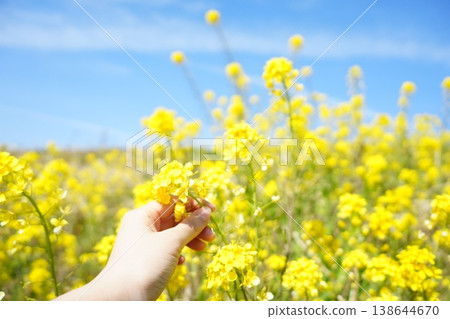 Hands picking rapeseed flowers 138644670