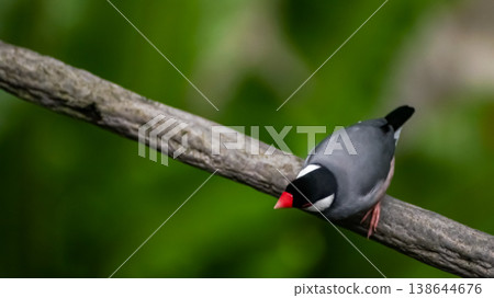The close up of Java sparrow on a tree branch. 138644676