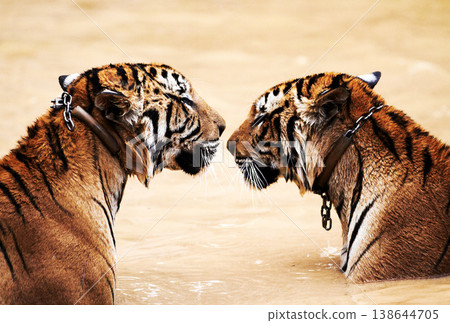 Nature, big cats and tiger kiss in water at wildlife park with love, playing and freedom in jungle. River, lake or dam with playful animals swimming in outdoor pool at safari in Asian zoo together. Nature, big cats and tiger kiss in water at wildlife park with love, playing and freedom in jungle. River, lake or dam with playful animals swimming in outdoor pool at safari in Asian zoo together. 138644705