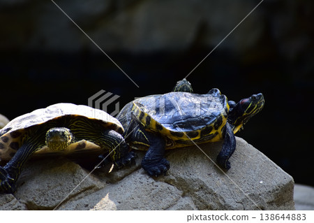 Close-up of Red-eared slider sunbathing on the rocks in the pool. Tortoise in the public park with water. Wild animals and nature scene. 138644883