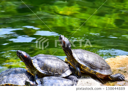 Close-up of Red-eared slider sunbathing on the rocks in the pool. Tortoise in the public park with water. Wild animals and nature scene. Close-up of Red-eared slider sunbathing on the rocks in the pool. Tortoise in the public park with water. Wild animals and nature scene. 138644889