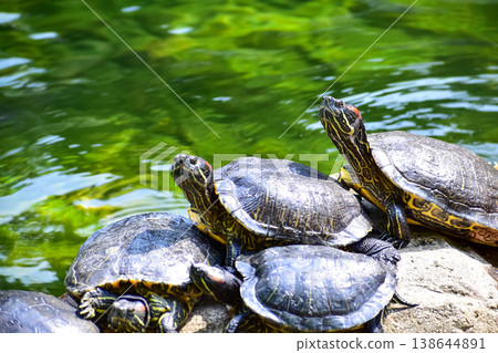 Close-up of Red-eared slider sunbathing on the rocks in the pool. Tortoise in the public park with water. Wild animals and nature scene. Close-up of Red-eared slider sunbathing on the rocks in the pool. Tortoise in the public park with water. Wild animals and nature scene. 138644891