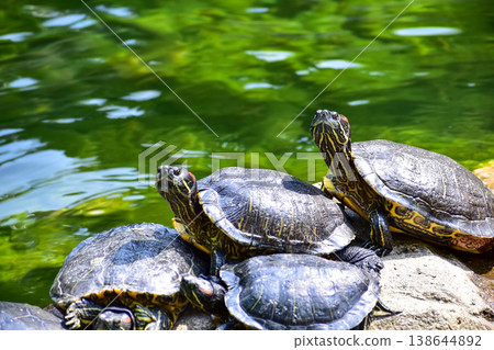 Close-up of Red-eared slider sunbathing on the rocks in the pool. Tortoise in the public park with water. Wild animals and nature scene. Close-up of Red-eared slider sunbathing on the rocks in the pool. Tortoise in the public park with water. Wild animals and nature scene. 138644892
