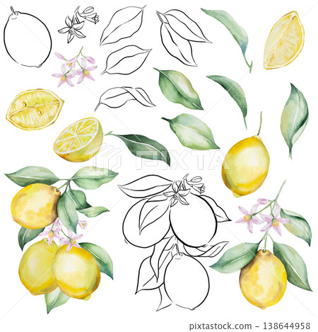 Watercolor lemon clipart set with citrus fruits, green leaves, blossoms and black line art elements 138644958