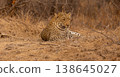 Close Up Portrait of a Male Leopard Lying in Kruger National Park, South Africa 138645027