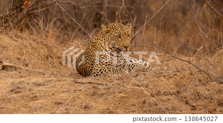 Close Up Portrait of a Male Leopard Lying in Kruger National Park, South Africa 138645027
