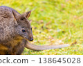 Close up image of a wild Pademelon in Tasmania, Australia 138645028