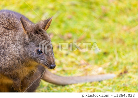 Close up image of a wild Pademelon in Tasmania, Australia 138645028