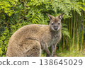 Close up of a Wallaby in Tasmania, Australia 138645029