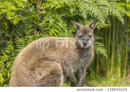 Close up of a Wallaby in Tasmania, Australia Close up of a Wallaby in Tasmania, Australia 138645029