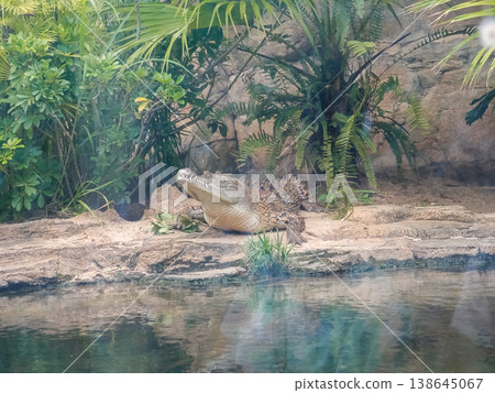The view of large aquarium tank with crocodile, Saltwater crocodile, Estuarine Crocodile. Animal concept. 138645067